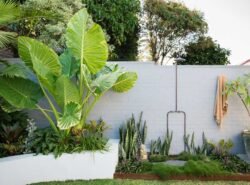 The Ultimate Tropical Addition to Your Garden