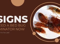5-Signs-You-Need-a-Bed-Bug-Exterminator-Now-–-Don’t-Wait-Until-It's-Too-Late!