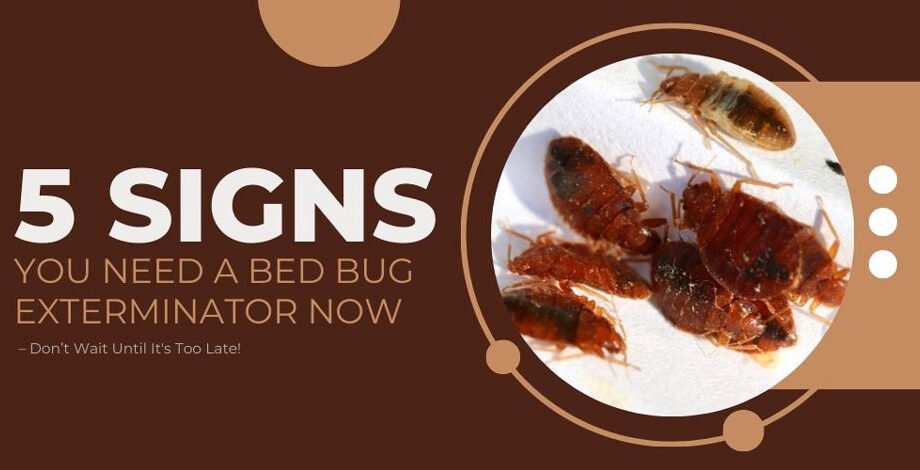 5-Signs-You-Need-a-Bed-Bug-Exterminator-Now-–-Don’t-Wait-Until-It's-Too-Late!