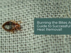 Burning-the-Bites-Away--A-Guide-to-Successful-Bed-Bug-Heat-Removal!