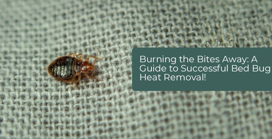 Burning-the-Bites-Away--A-Guide-to-Successful-Bed-Bug-Heat-Removal!