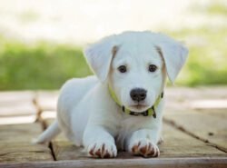 How Overnight Boarding Facilities Keep Your Dog Safe During Their Stay