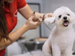 Pet Grooming Tips and Tricks for Noobie Pet Owners